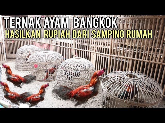 Ternak Ayam Bangkok Skala Rumahan Cukup Menguntungkan, Hasilkan Rupiah Dari Samping Rumah