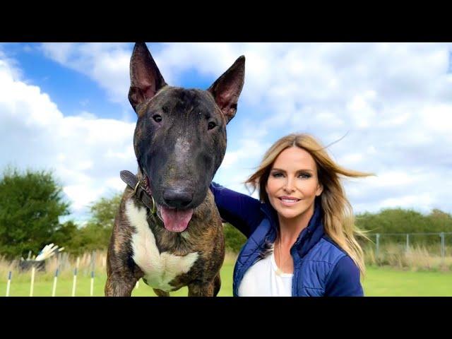 THE ENGLISH BULL TERRIER DOG - Feisty & Sweet