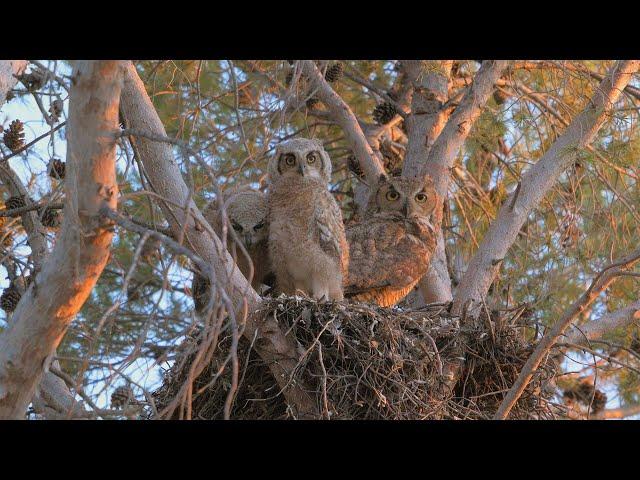 Owl Party: Tucson Neighbors Gather Nightly To View Great Horned Owls And Create Community