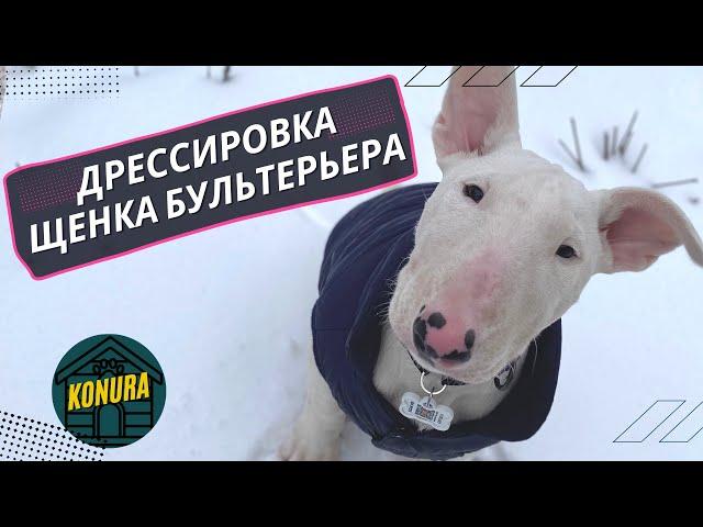 Дрессировка щенка бультерьера. Как воспитывать бультерьера?