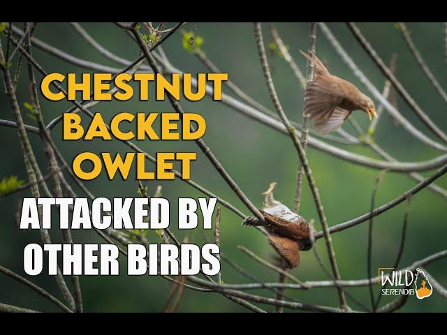 CHESTNUT BACKED OWLET ATTACKED BY OTHER BIRDS | Wild Serendib