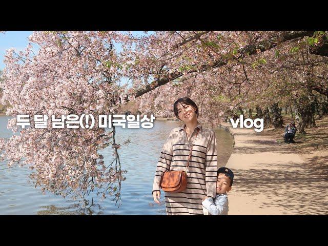 미국vlog | 아이들과 떡볶이 해먹고 벚꽃 보러 워싱턴 디씨 다녀온 4월 일상