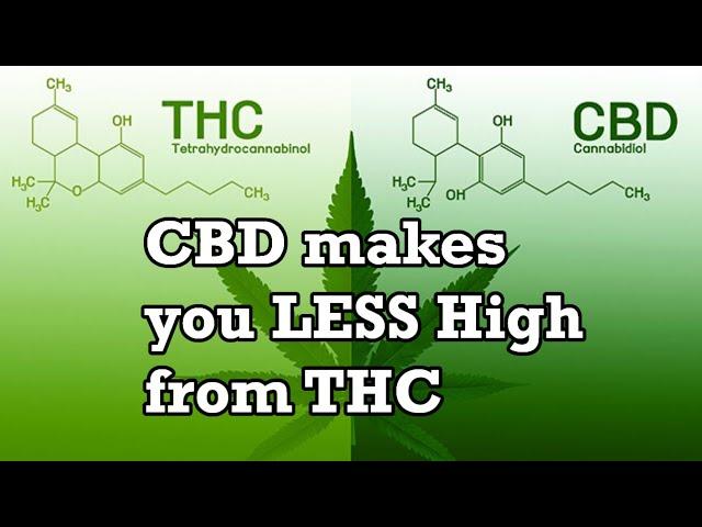 CBD makes you LESS High from THC - BrandNewLogic