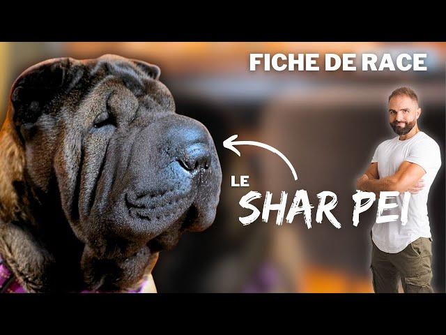 Le SHAR PEI - RACE DE CHIEN