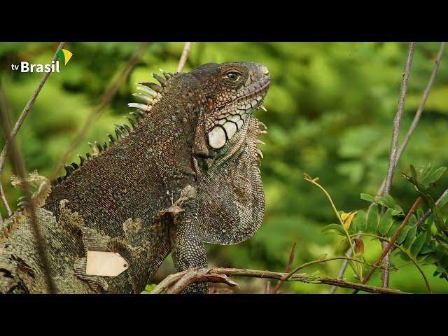 Parque Nacional do Jaú | Parques do Brasil