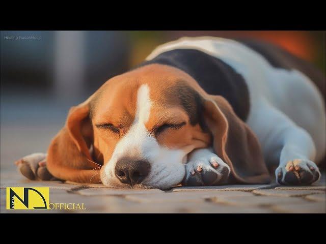 20 HOURS of Dog Calming MusicRelaxing DogAnti Separation Anxiety ReliefDog Music⭐NadanMusic