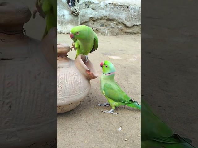 The Parrot Jora beautiful #shortvideo