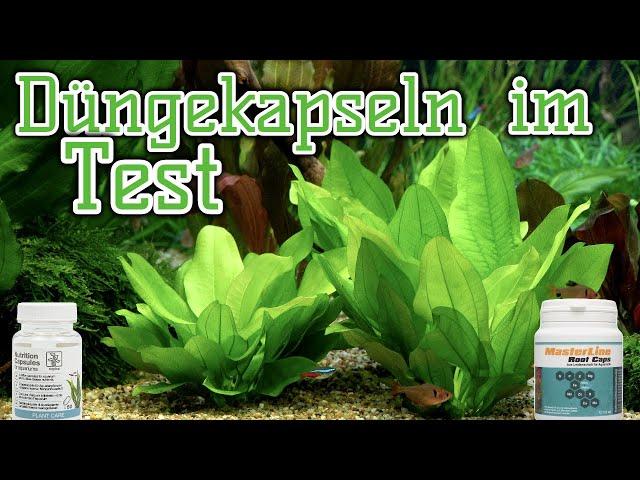 Düngekapseln für Wasserpflanzen im Test | Nährbodenersatz im Aquarium? | Masterline | Tropica