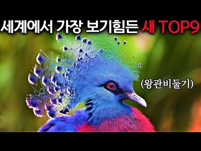 지구에 남은 9마리… 보기만 해도 숨 막히는 새들