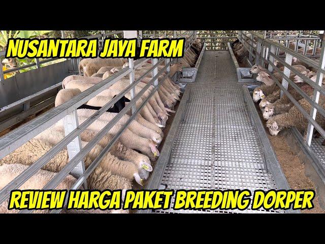 REVIEW HARGA PAKET BREEDING DORPER DAN TEXEL HARGA MULAI 18 JUTA DI NUSANTARA JAYA FARM