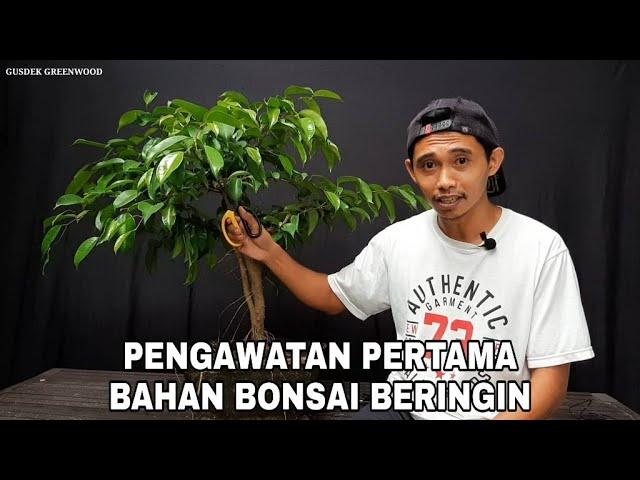 Membuat Bonsai Beringin Lokal