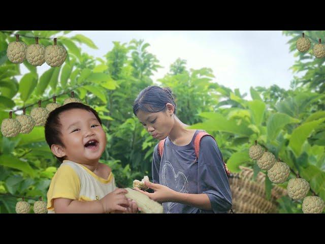 A 15-year-old single mother harvests custard apples to sell and save money to raise her children