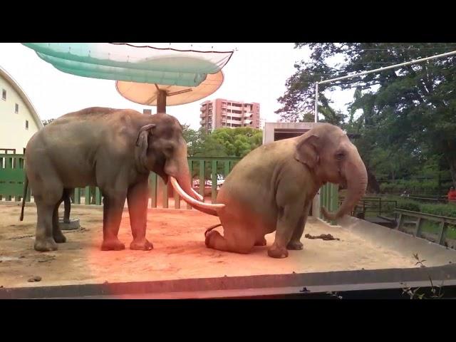 Elephant Mating Video Baru ll Rare Wild Activity