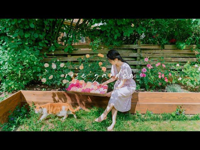 #144 Rose garden | Harvest Rose Petals: Homemade Skincare, Bath bomb, Tea,…| Self care day