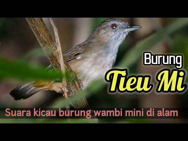 Suara Kicau Burung Wambi Mini di Alam Liar