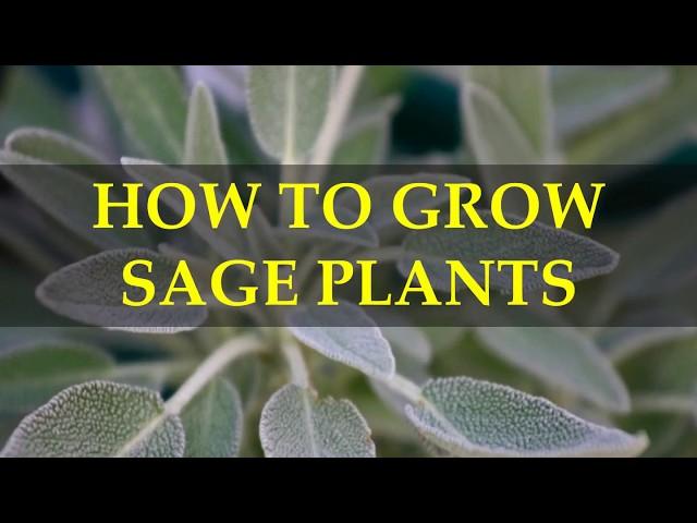 HOW TO GROW SAGE PLANTS