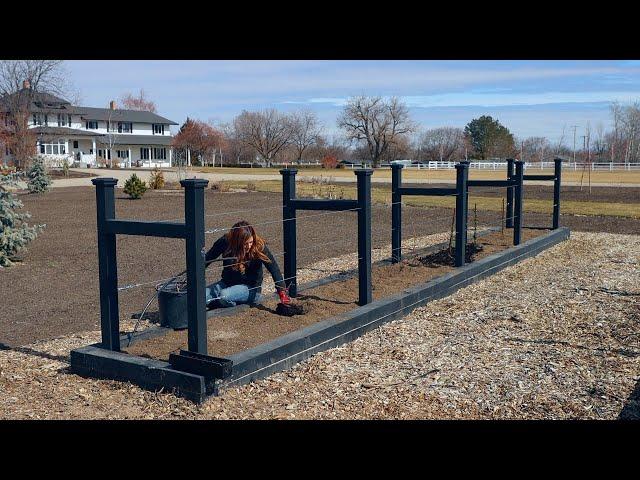 Planting Blackberries!!!  // Garden Answer