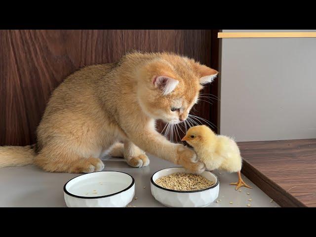 Kitten: I will try my best to raise the chicken!Cute animal videos are funny. Kittens with chicks.