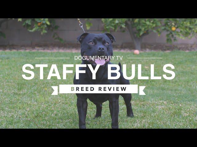 STAFFORDSHIRE BULL TERRIER BREED REVIEW