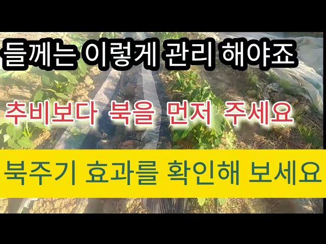 들께 2배 만들기#들깨 #들깨키우기 #농사