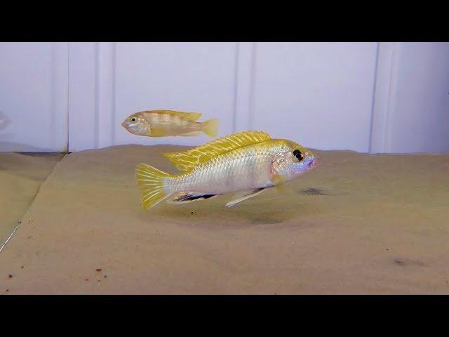 Labidochromis Perlmutt