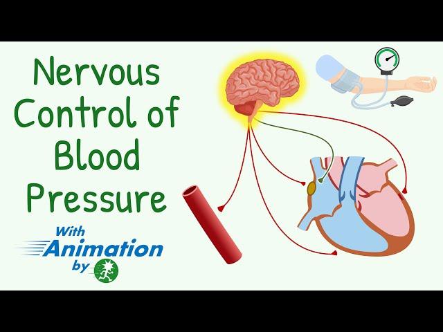 Everything About Short-Term Regulation of Blood Pressure | Nervous Control of Circulation |Animation