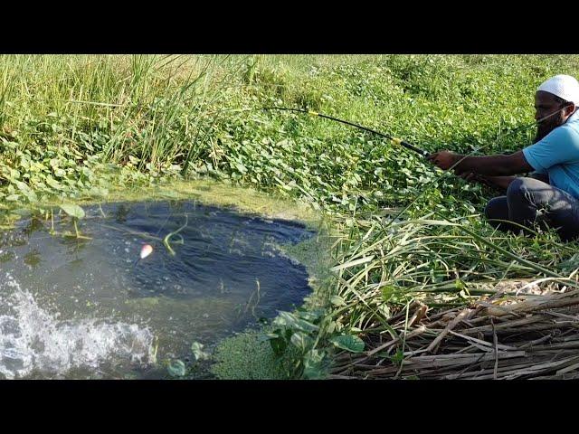 Fish Hunting|Unique Fishing|Abdul Sami fishing|Village Fishing|Awesome Fishing video