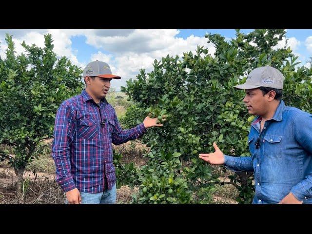 Nos ha bendecido Dios con esta Alta producción de Limón sin semilla