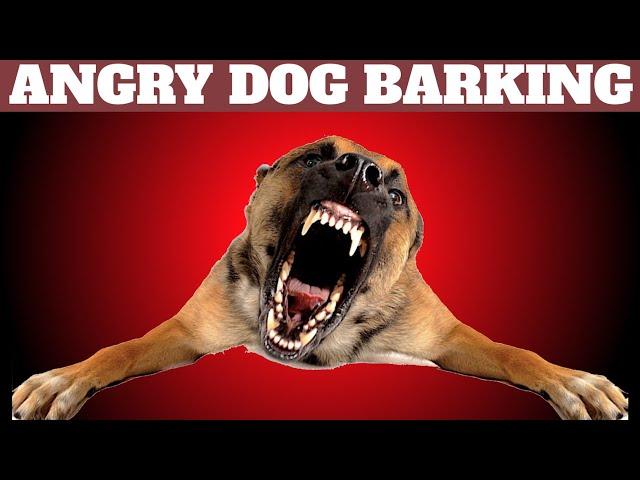 Angry Dog ​​Barking Loud | Dog Barking Sounds