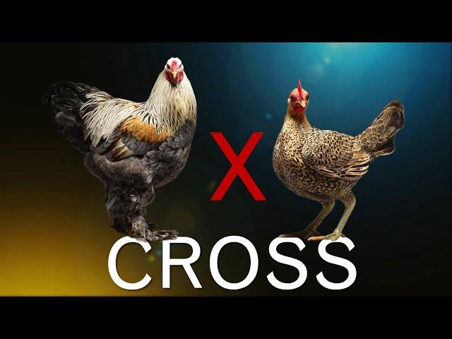 15 Pure Breed Crosses | Rooster X Hen |  Hybrid Chicken Layer Result