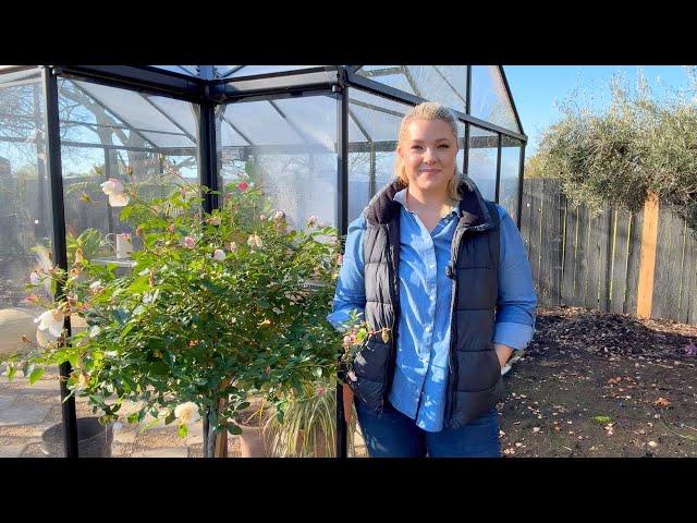 Pruning My Standard & Climbing Roses! 