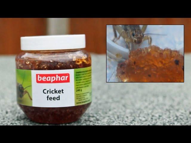 REVIEW: Beaphar Cricket Feed!