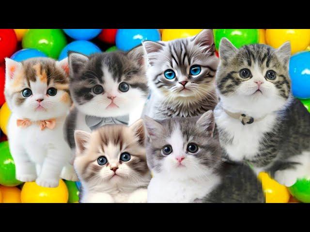 ANAK KUCING MEONG-MEONG kompilasi kucing lucu lagu anak anak Indonesia