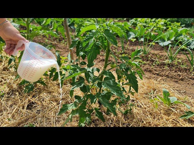 Now water the tomato - save it from disease and double the yield