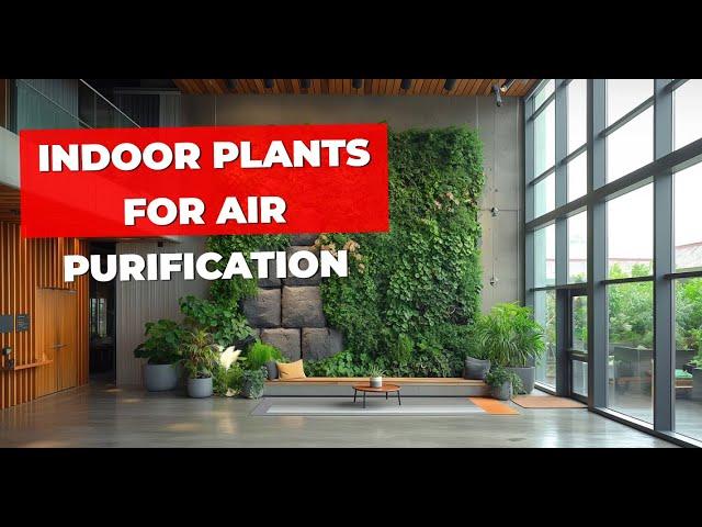 Indoor Plants For Air Purification | Low-Maintenance Houseplants That Will Refresh Your Living Room