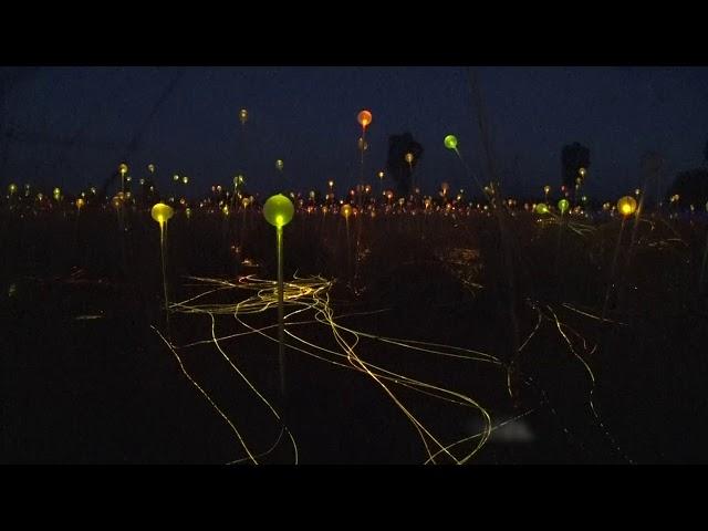 Field of Light, Uluru