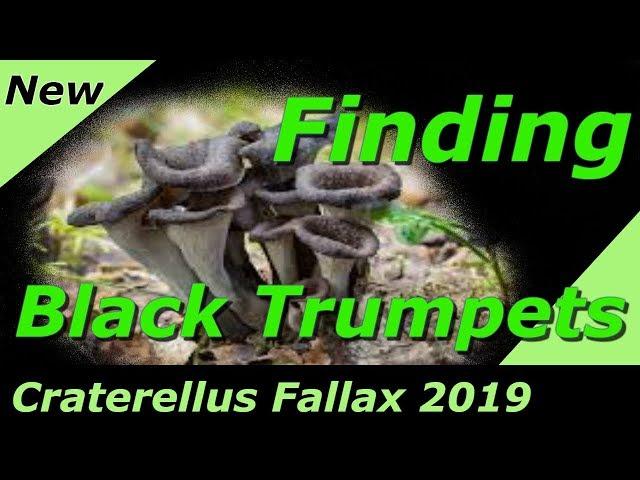 Finding Wild Black Trumpet Mushrooms - Craterellus Fallax