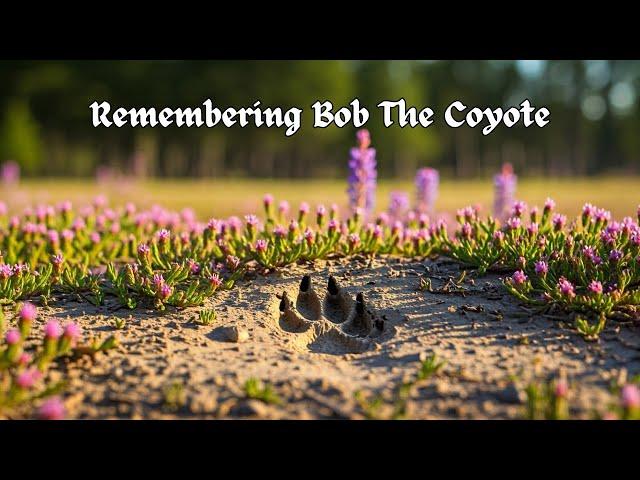 One Year Ago, We Lost the Goodest Boy... | Remembering Bob The Coyote