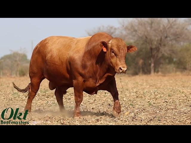 Kalahari Beefmasters - OKT 20 147