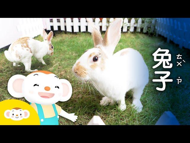 【樂樂帶你探險去】你想飼養兔子嗎？一起和樂樂認識兔子｜台灣愛兔協會｜小行星樂樂TV