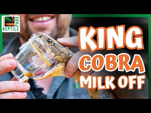 Battle of the Kings | Australian Reptile Park