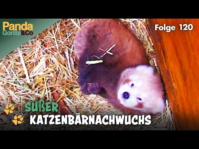 Neues aus dem Zoo: Stolze Katzenbär Eltern und Panda Bao Bao auf der Waage | Panda, Gorilla & Co.