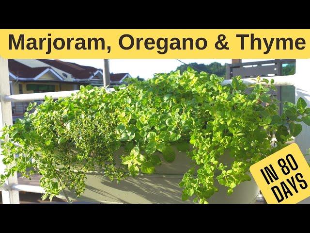 Herb garden 101 - Planting Marjoram Sweet, Thyme and Oregano from seeds!
