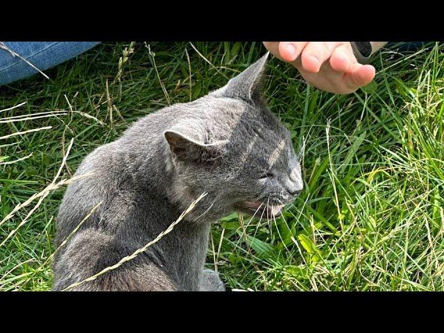 Сидим с котами на траве