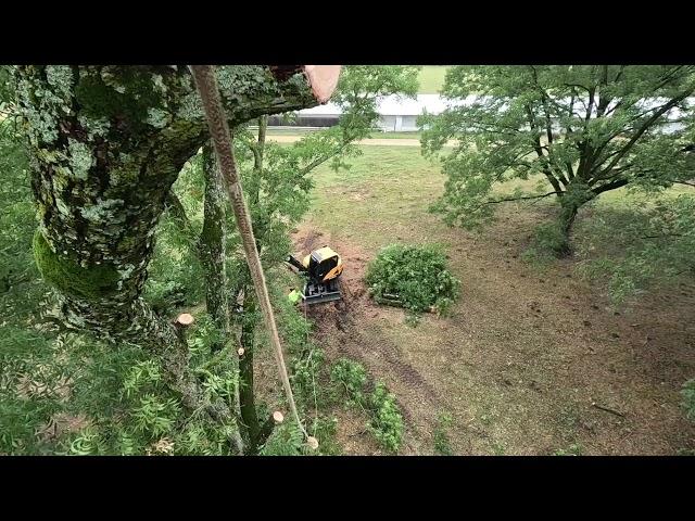 Working a Pecan tree down in the rain