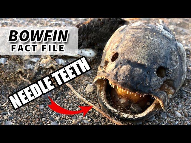 Bowfin facts: the MUDFISH facts | Animal Fact Files