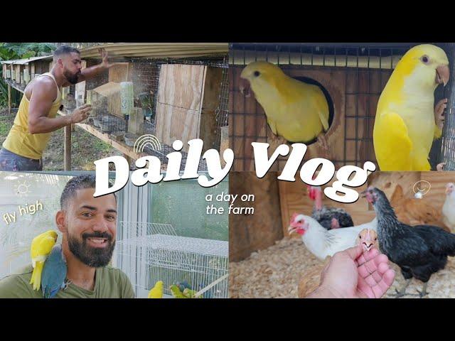 A day on the Farm : Cleaning the parrot nest boxes and finishing the cages / flights