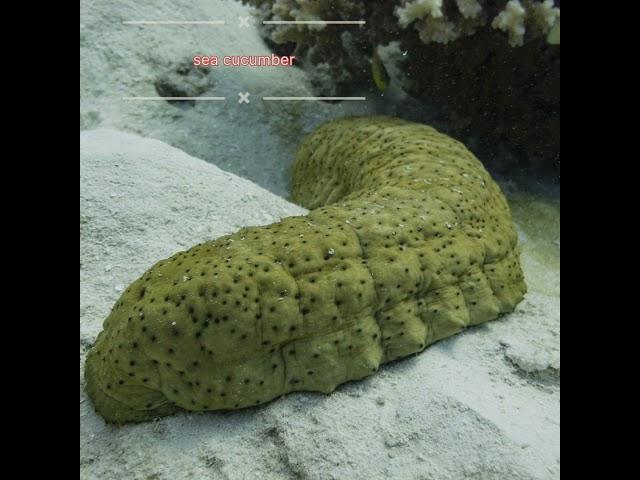 sea cucumber  #seacucumber #seaanimals #shorts