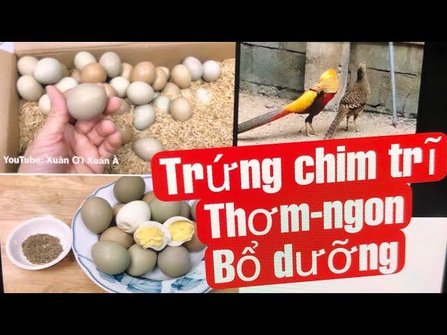 Trứng chim trĩ thơm ngon bổ dưỡng, tác dụng của trứng chim trĩ rất tốt cho sức khỏe