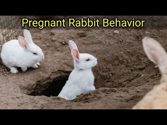 Pregnant Rabbit Behavior